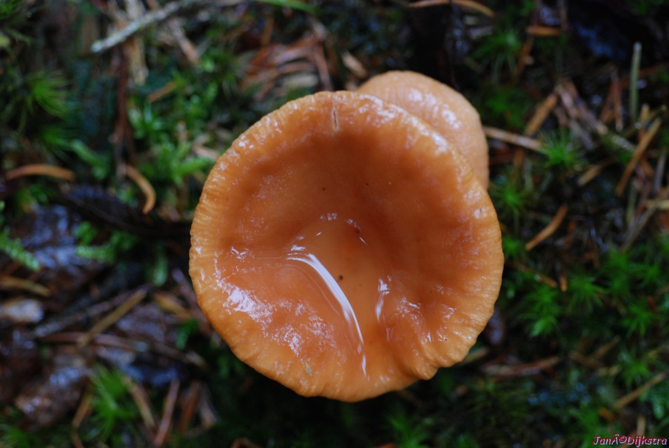 DSC_0321.JPG