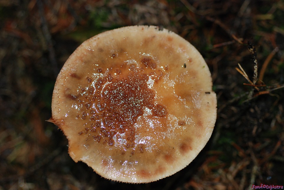 DSC_0327.JPG