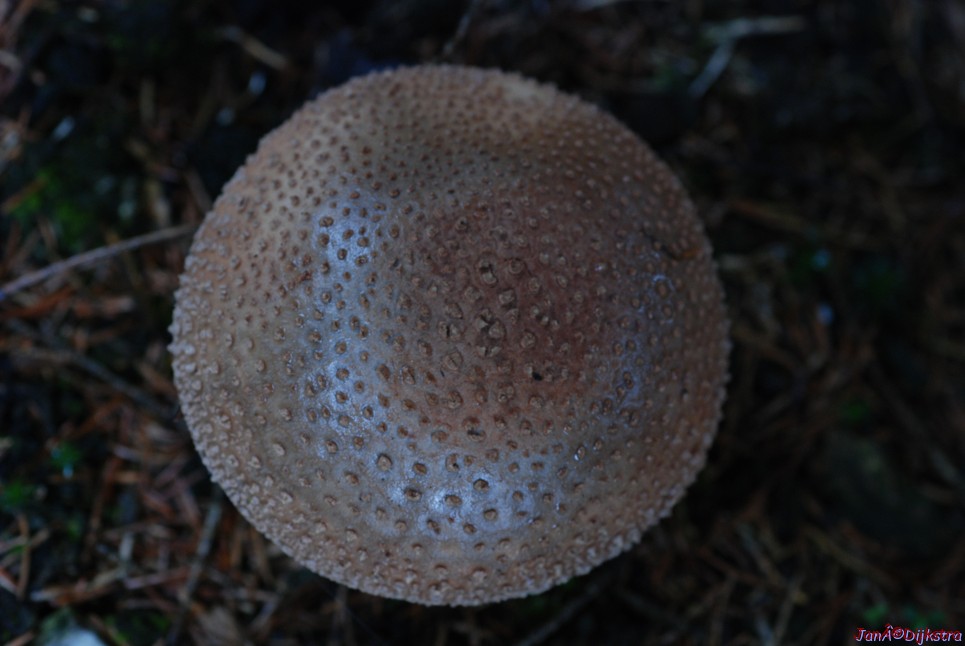 DSC_0334.JPG