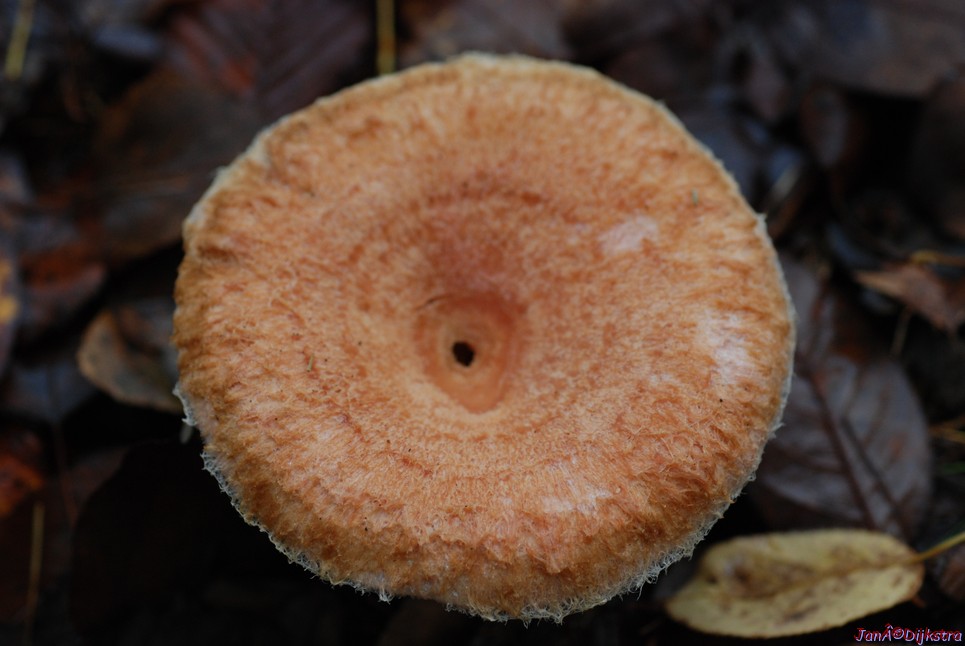 DSC_0362.JPG