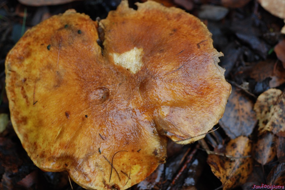 DSC_0365.JPG