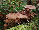 DSC_0254.JPG