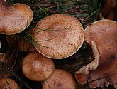 DSC_0256.JPG