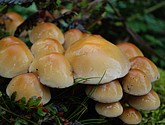 DSC_0259.JPG