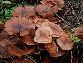 DSC_0262.JPG