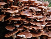 DSC_0267.JPG