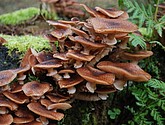 DSC_0268.JPG
