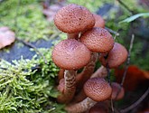 DSC_0273.JPG