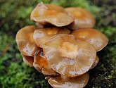 DSC_0279.JPG