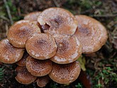 DSC_0287.JPG