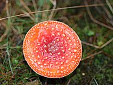 DSC_0305.JPG