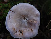 DSC_0313.JPG