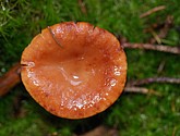 DSC_0319.JPG
