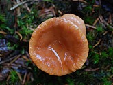 DSC_0321.JPG