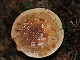 DSC_0327.JPG