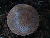 DSC_0334.JPG