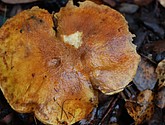DSC_0365.JPG