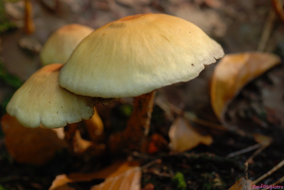 DSC_0062.JPG