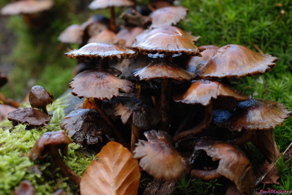 DSC_0071.JPG
