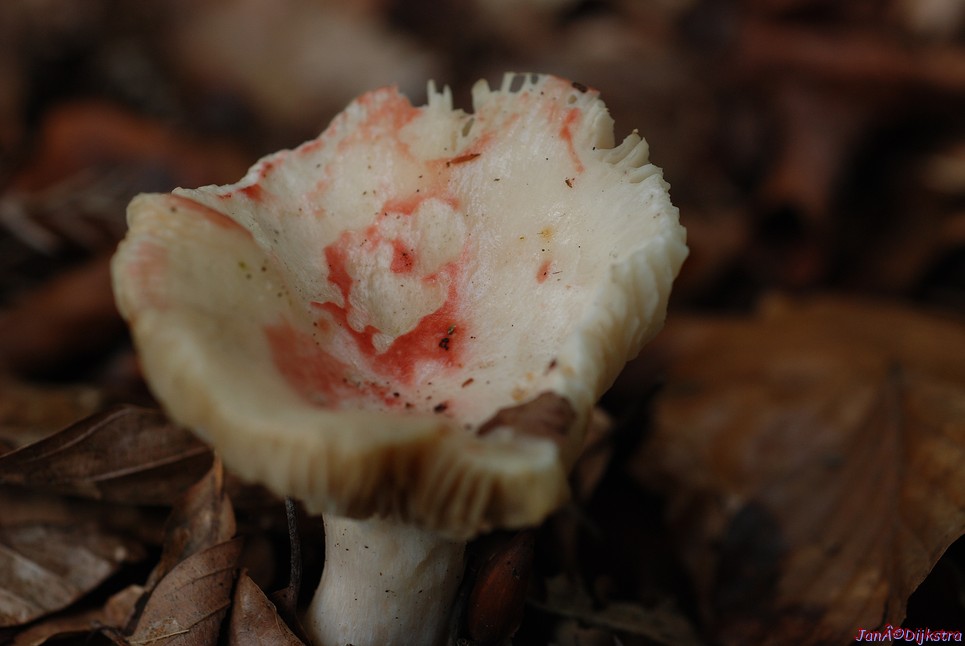 DSC_0085.JPG