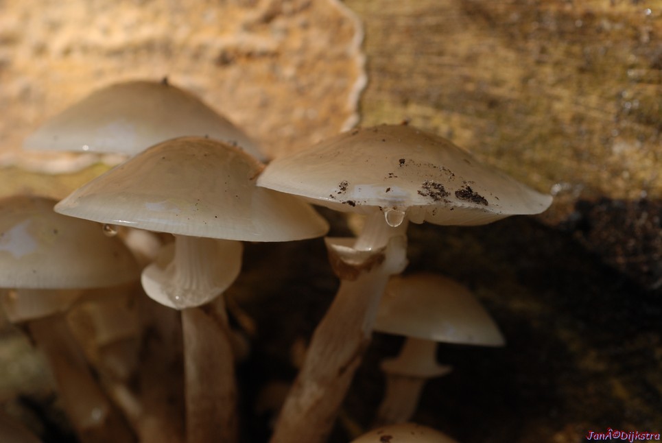 DSC_0099.JPG