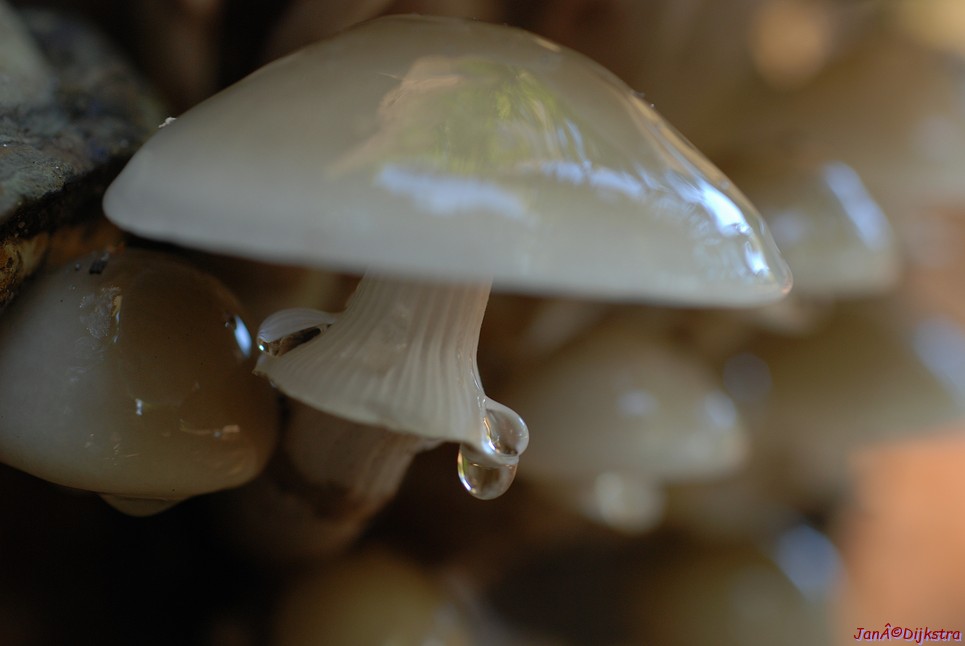 DSC_0103.JPG