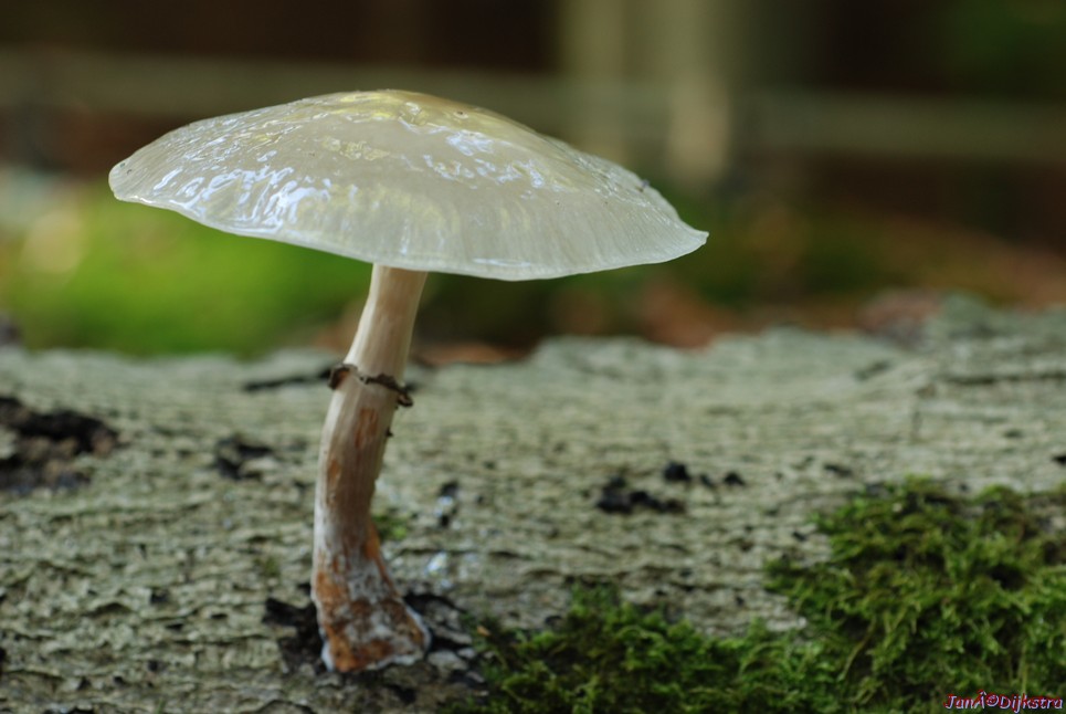 DSC_0114.JPG