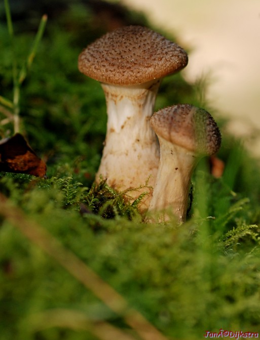 DSC_0146.JPG