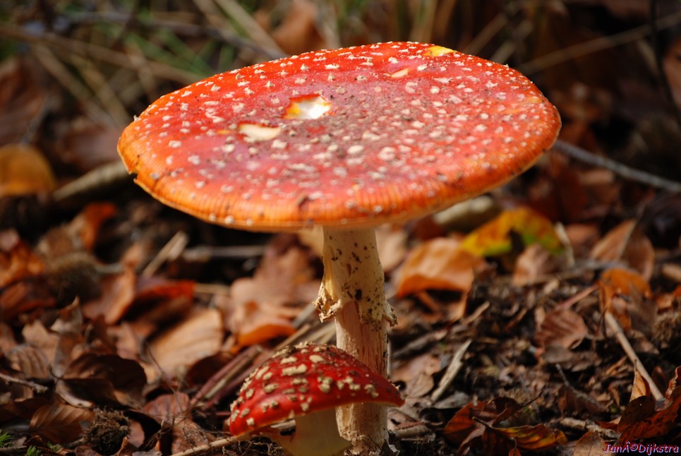 DSC_0156.JPG