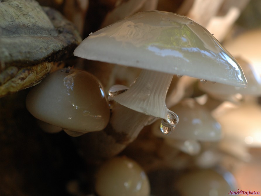 DSC_0163.JPG