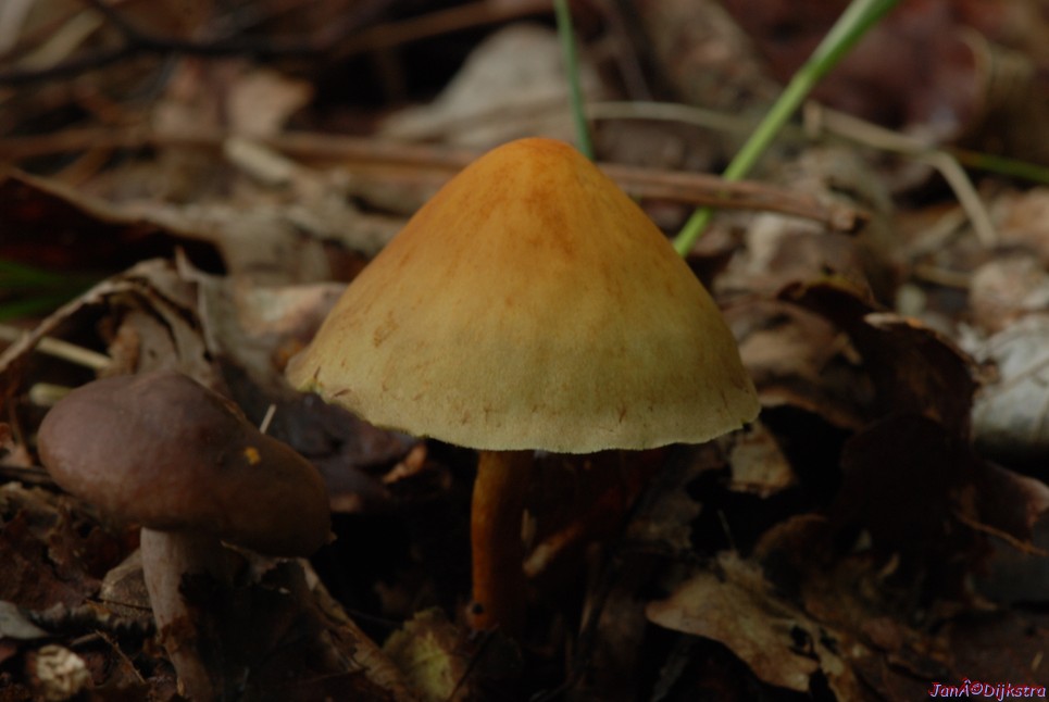 DSC_0003.JPG