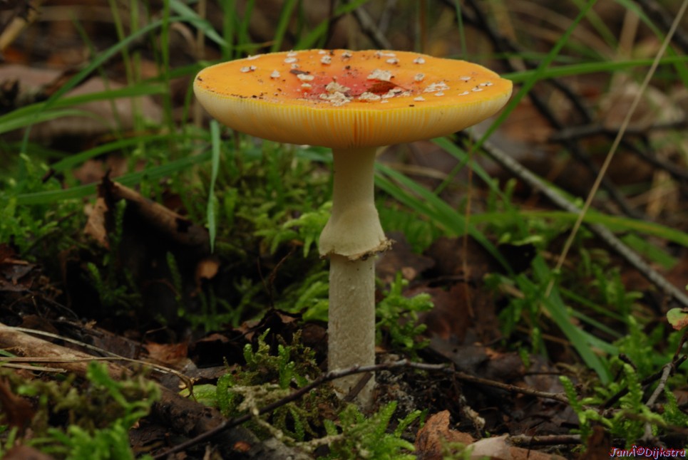 DSC_0005.JPG