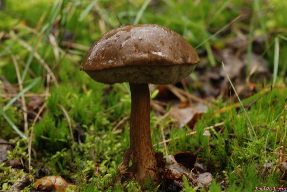 DSC_0016.JPG
