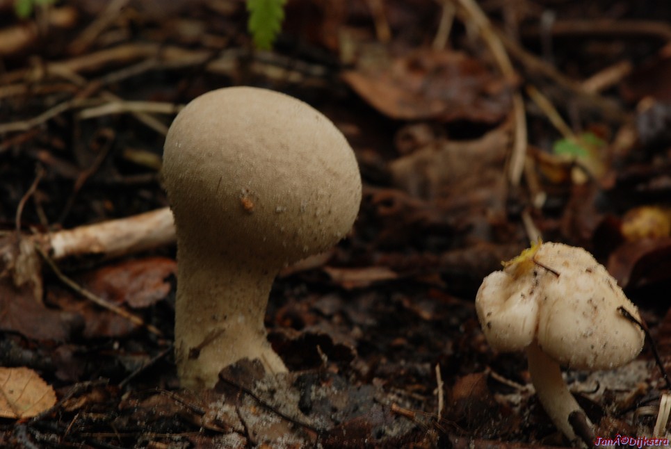 DSC_0022.JPG