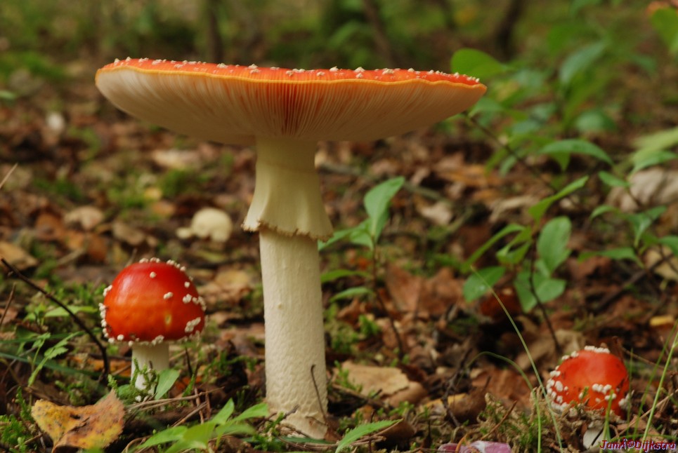 DSC_0023.JPG