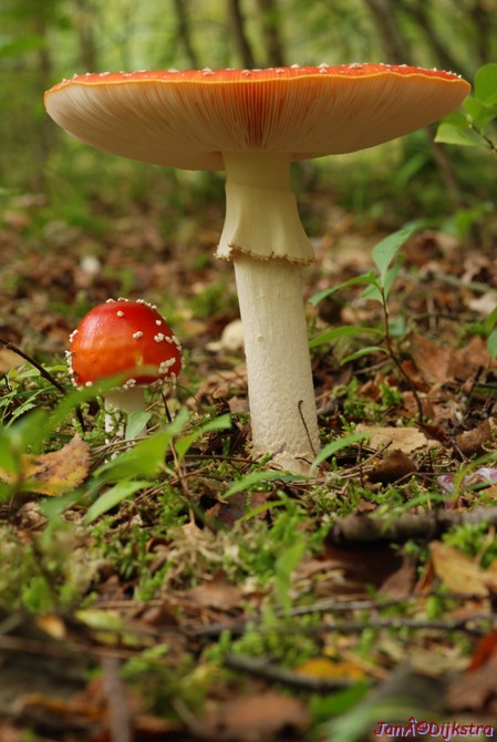 DSC_0027.JPG