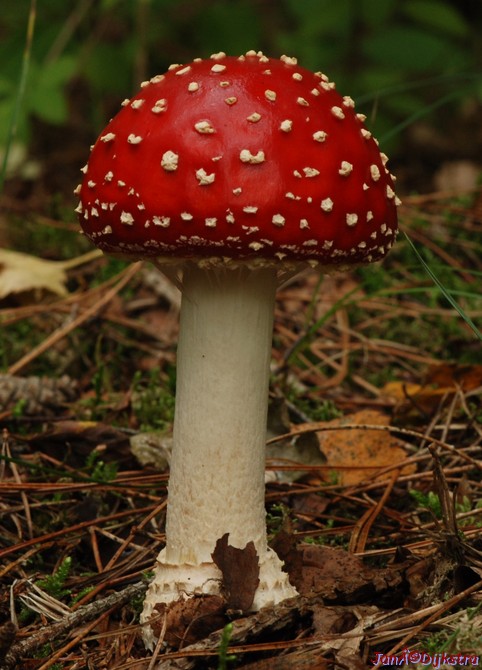 DSC_0033-1.jpg