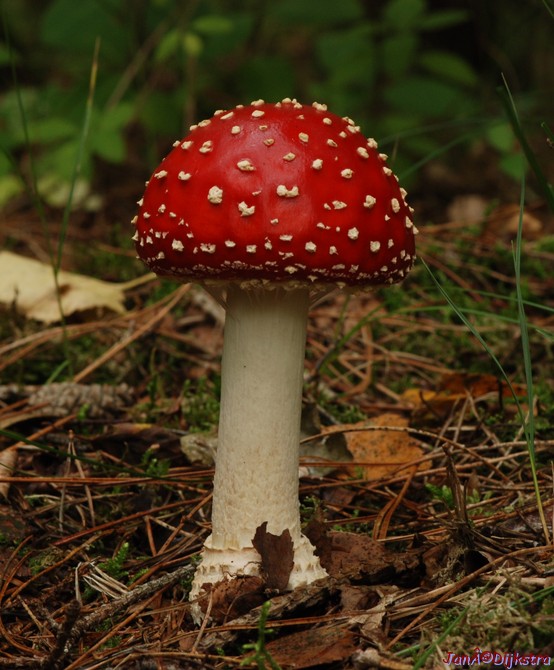 DSC_0033.jpg