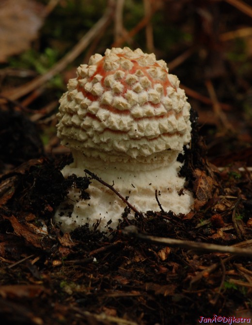 DSC_0036.jpg