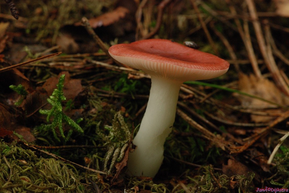 DSC_0039.JPG