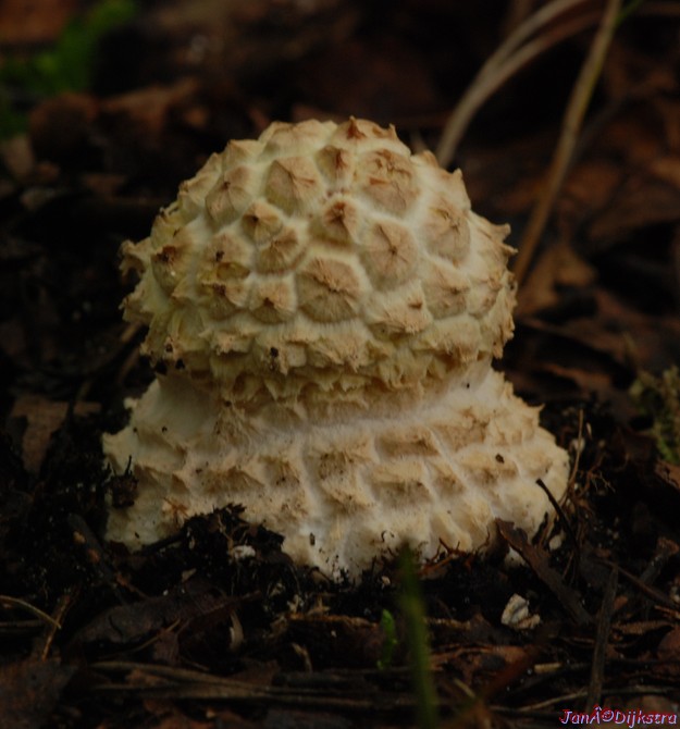 DSC_0047.jpg