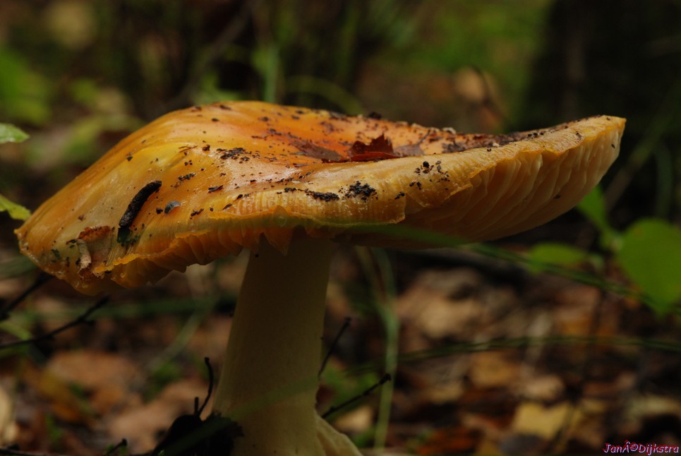 DSC_0057.JPG