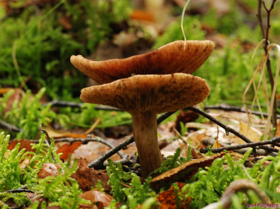 DSC_0059.JPG