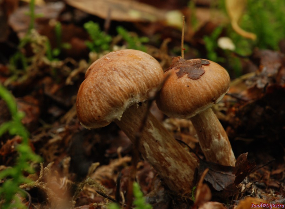 DSC_0062.JPG