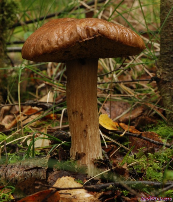 DSC_0065.jpg