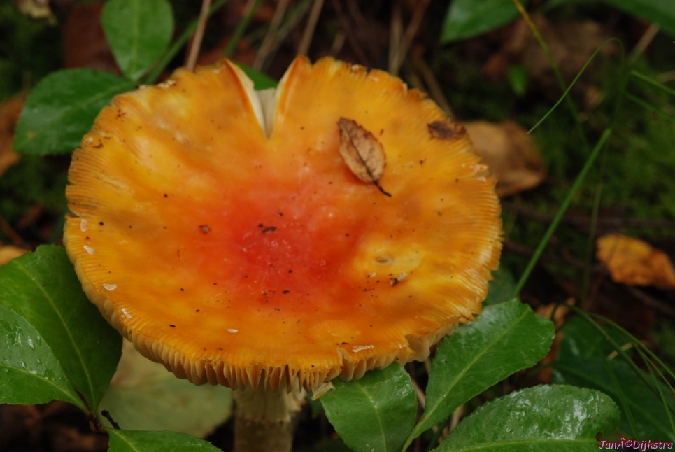 DSC_0070.JPG