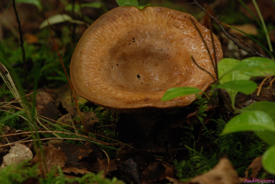 DSC_0072.JPG