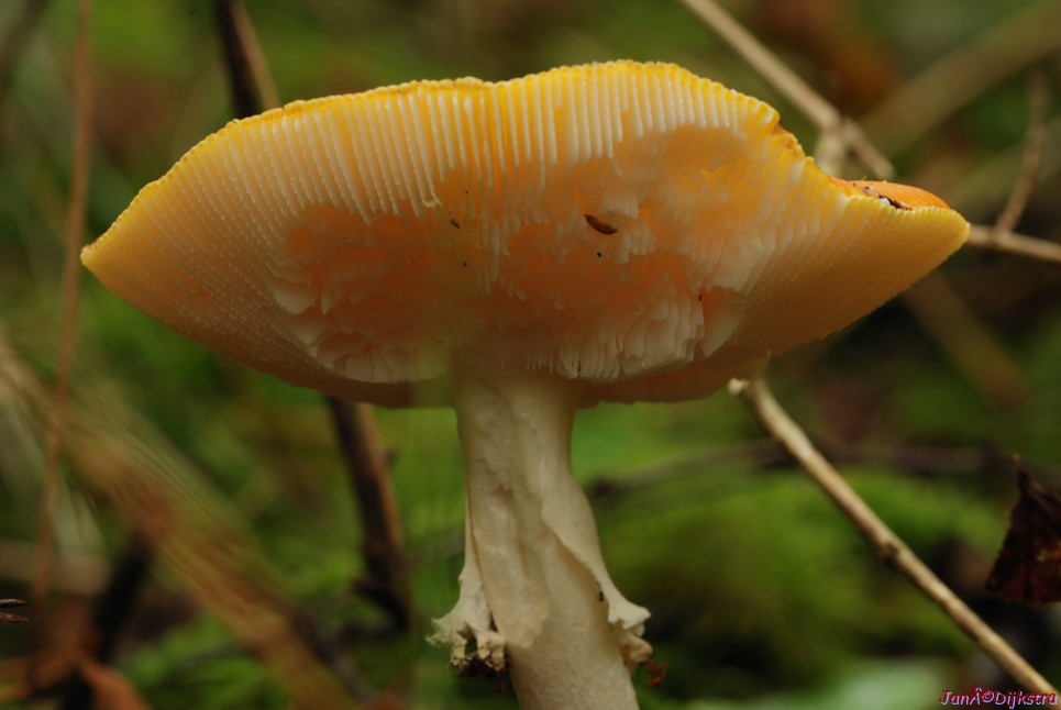 DSC_0074.JPG