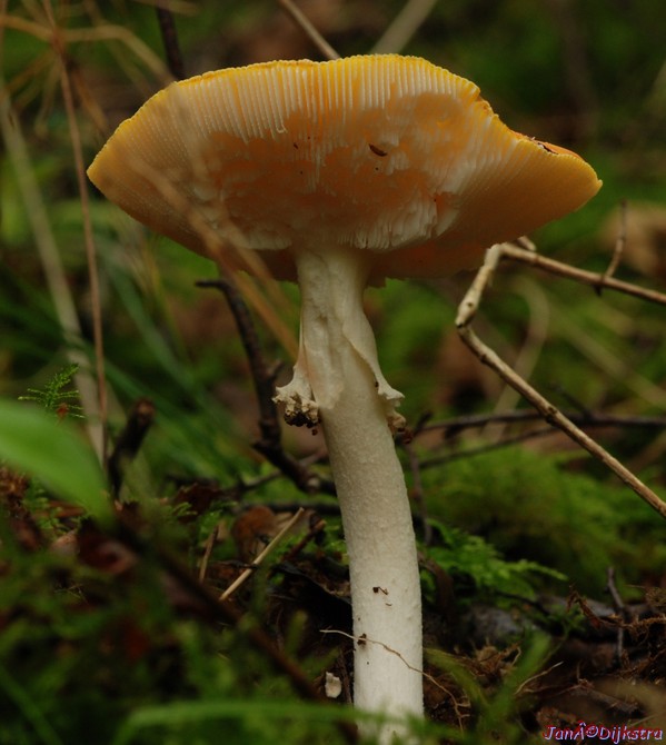 DSC_0075.jpg