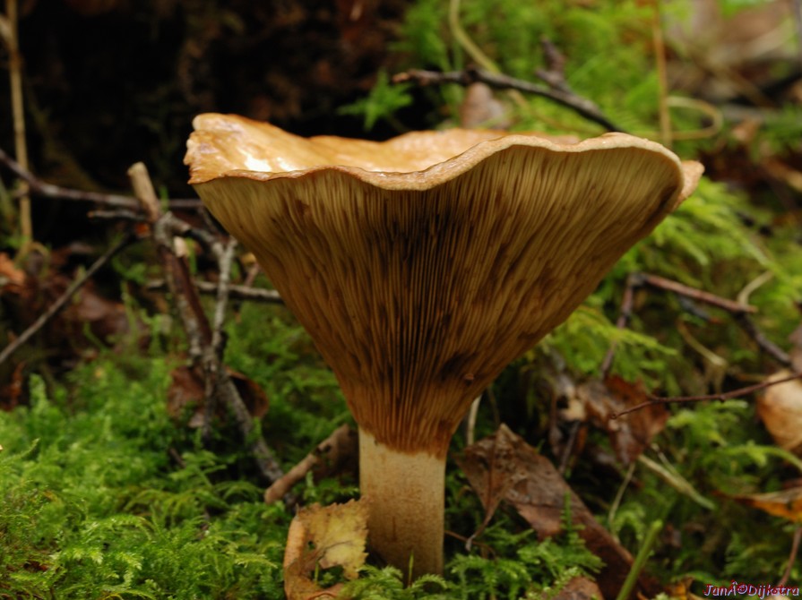DSC_0077.JPG